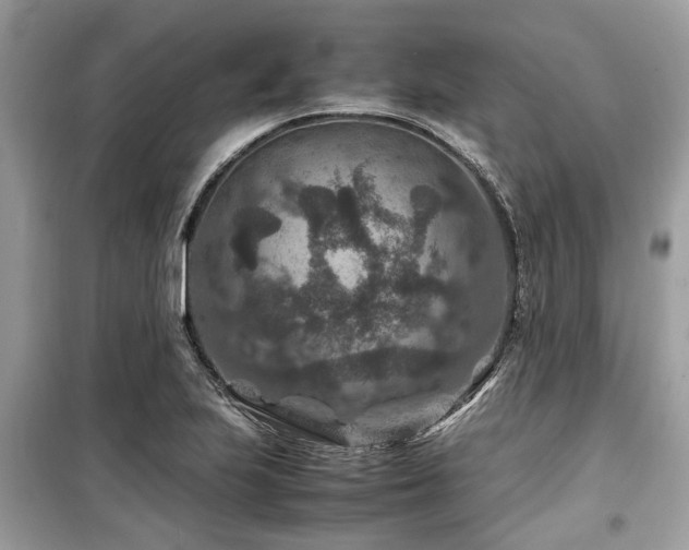 X0000099571223200805161509