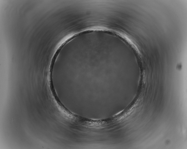 X0000099571229200805161509