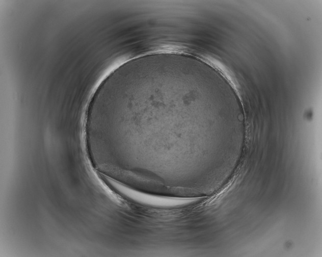 X0000099571235200805161509