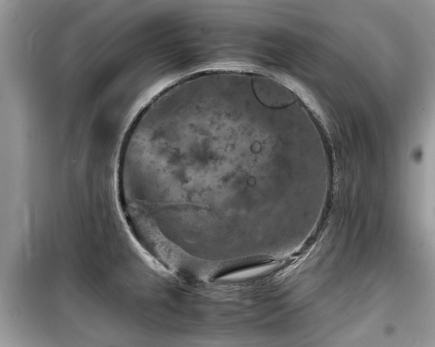 X0000099571237200805161509
