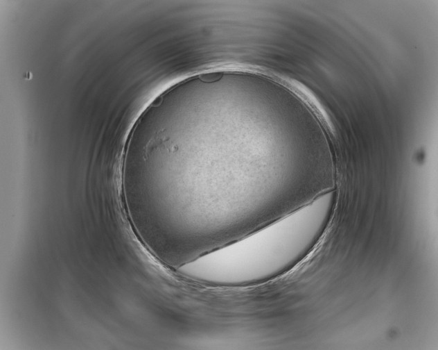 X0000099571244200805161509