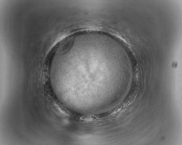 X0000099571255200805161508