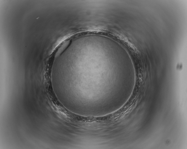 X0000099571256200805161508