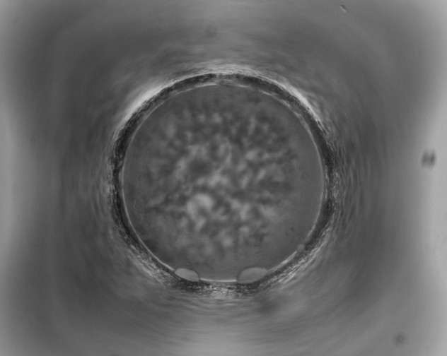 X0000099571263200805161508