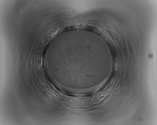 X0000099571298200805161507