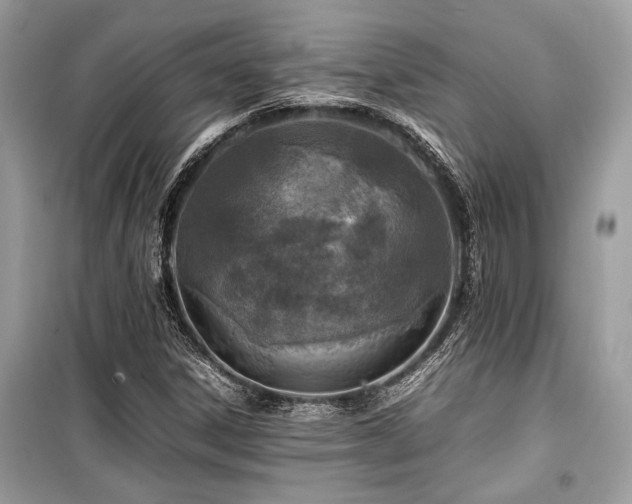 X0000099571306200805161507