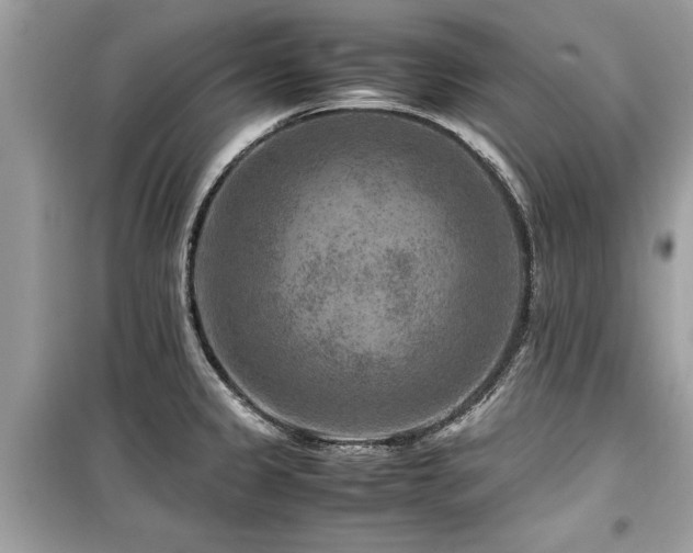 X0000099571333200805161508