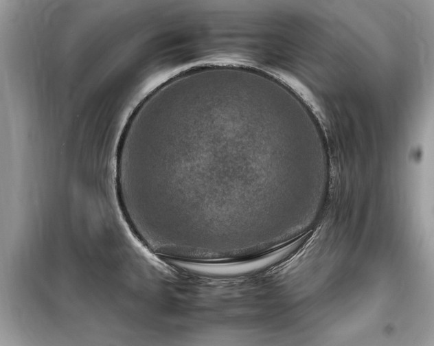 X0000099571335200805161508
