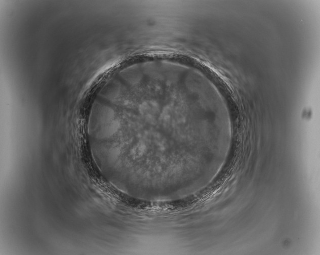 X0000099571351200805161507