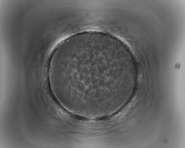 X0000099571359200805161507
