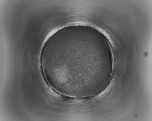 X0000099571373200805161507
