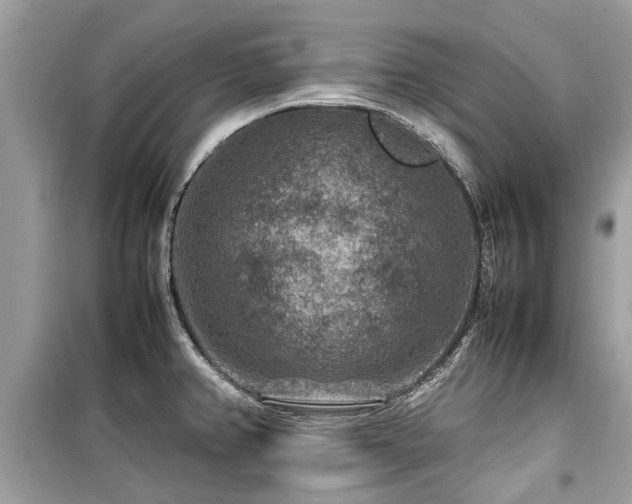 X0000099571382200805161507