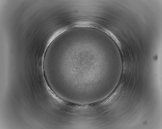 X0000099571386200805161506
