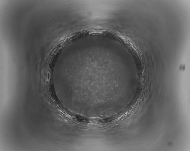 X0000099571445200805161506
