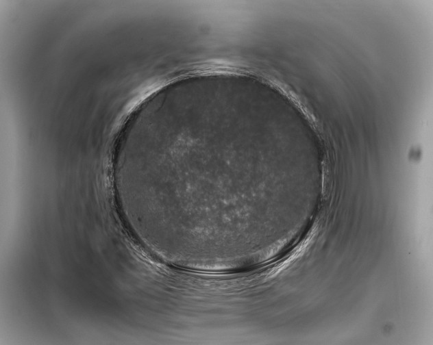 X0000099571453200805161505