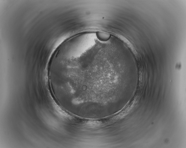 X0000099571466200805161505