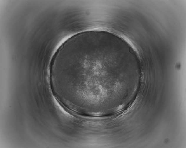 X0000099571468200805161505