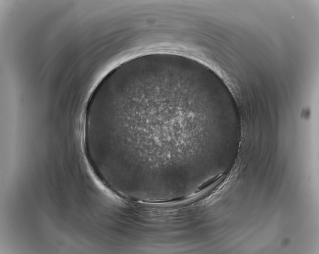 X0000099571515200805161505
