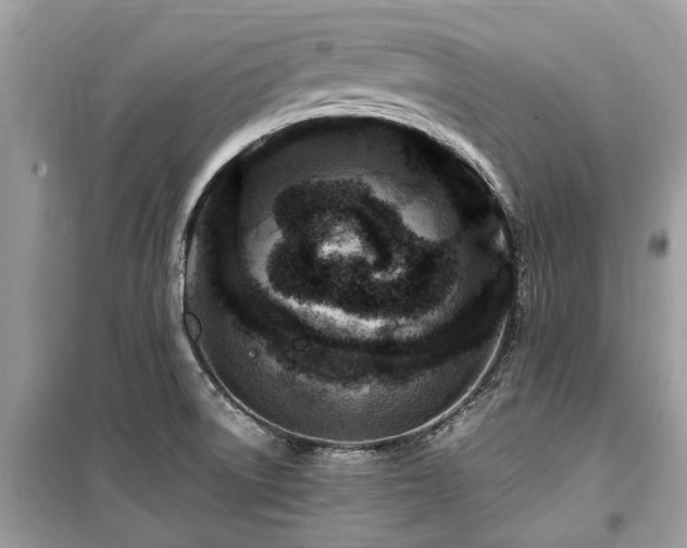 X0000099571522200805161505