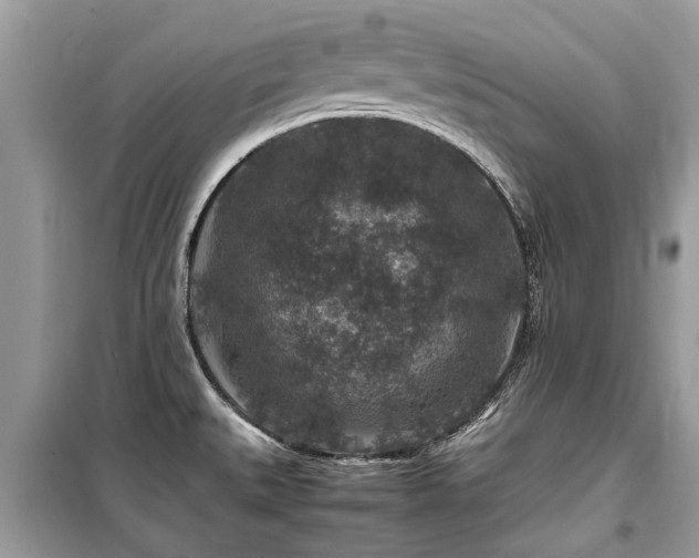 X0000099571527200805161505