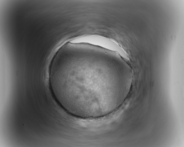 X0000099570005200805231540