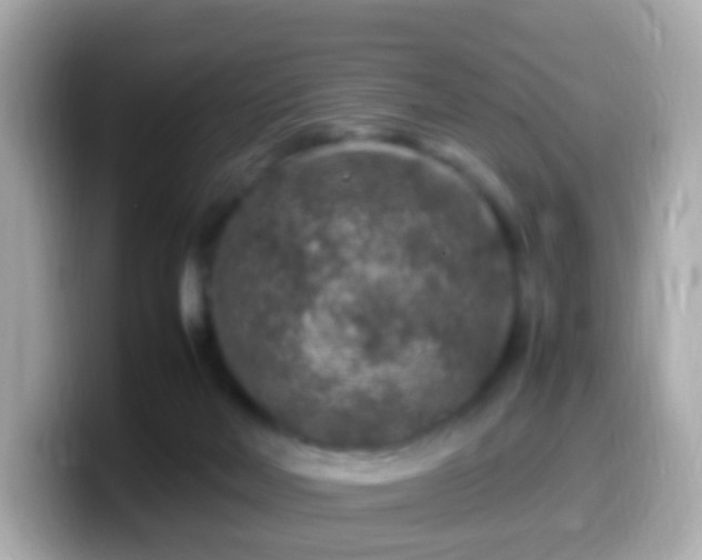 X0000099570026200805231540