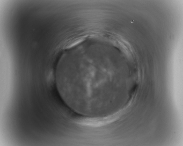 X0000099570029200805231540