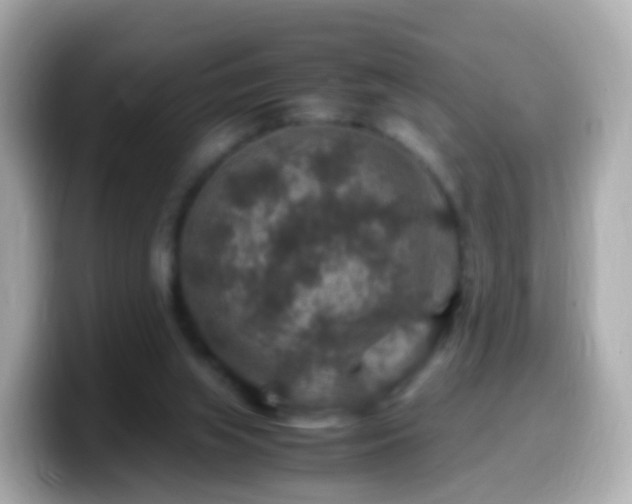 X0000099570063200805231539