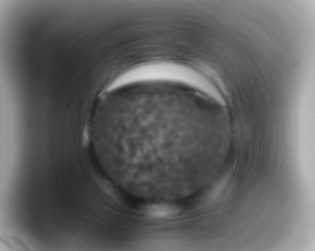 X0000099570069200805231539