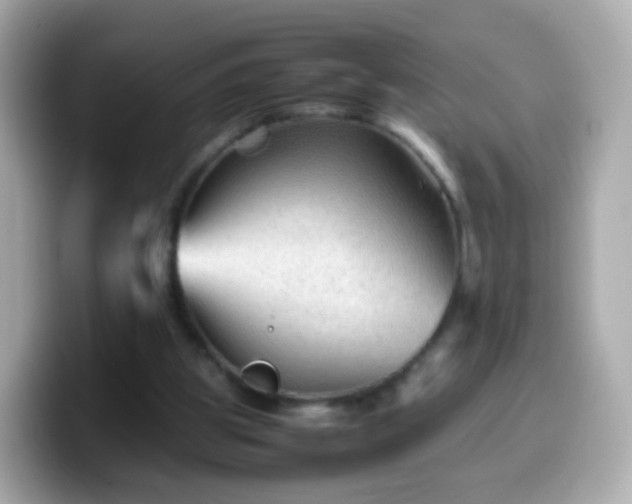 X0000099570153200805231538