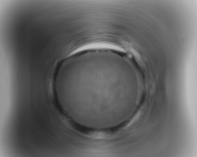 X0000099570209200805231537