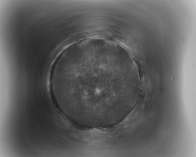 X0000099570290200805231536