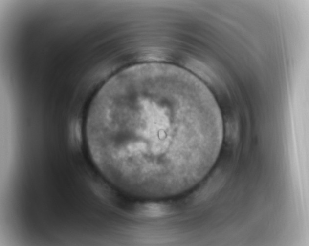 X0000099570302200805231536