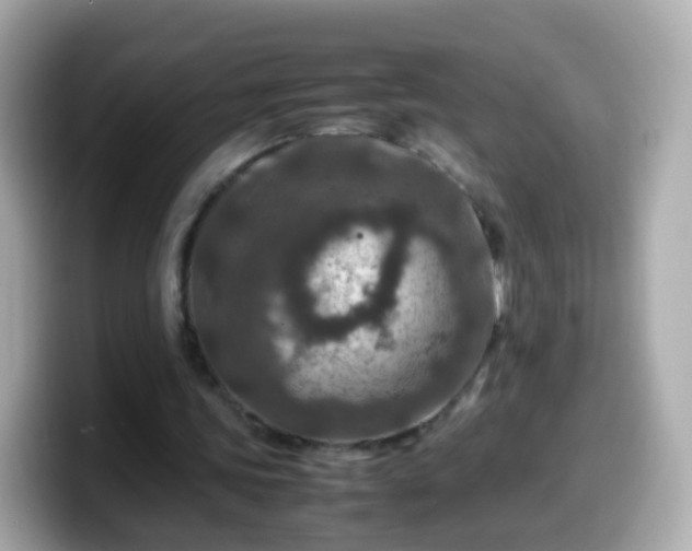 X0000099570339200805231535