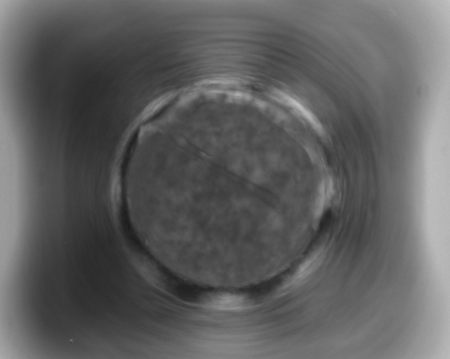 X0000099570348200805231535
