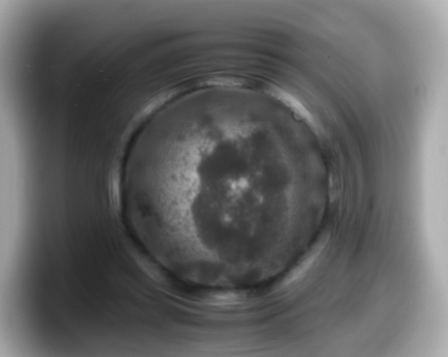 X0000099570349200805231536