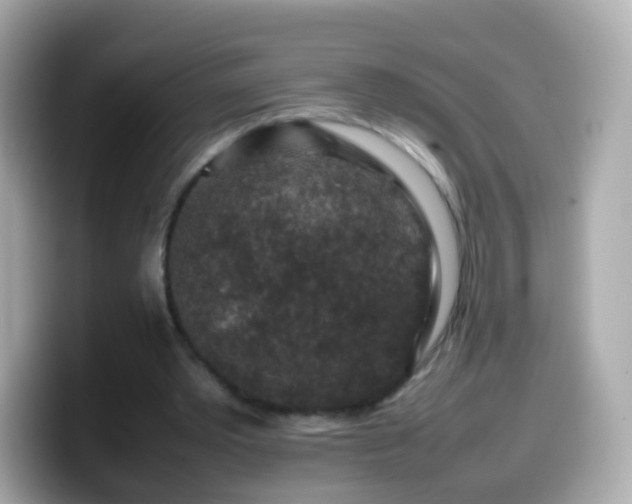X0000099570389200805231535
