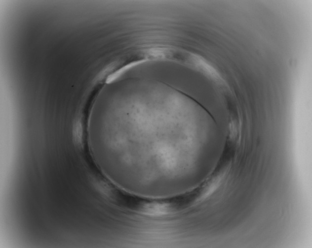 X0000099570444200805231534