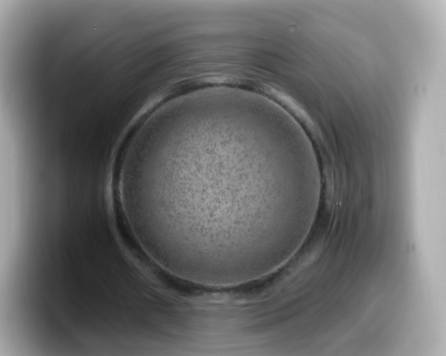 X0000099570482200805231534