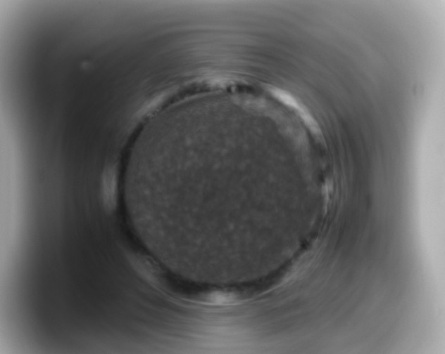 X0000099570496200805231534