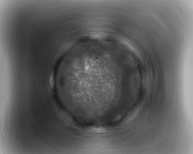 X0000099570502200805231534