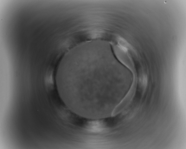 X0000099570516200805231534