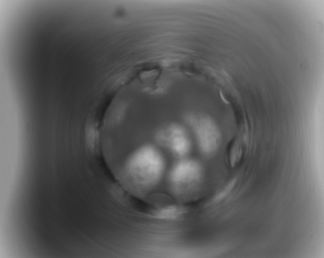 X0000099570527200805231534