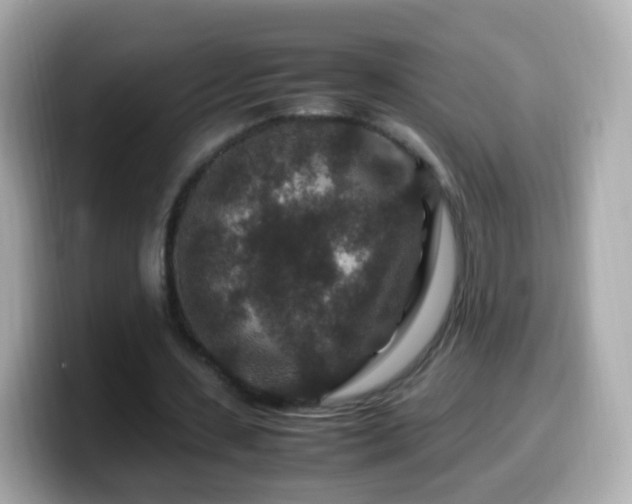 X0000099570531200805231533