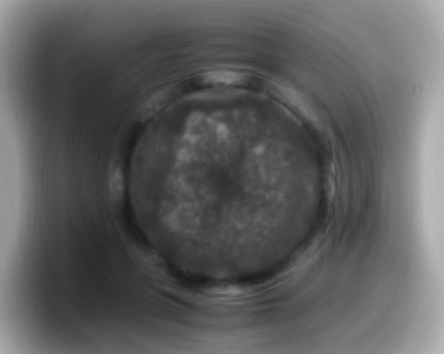 X0000099570551200805231533