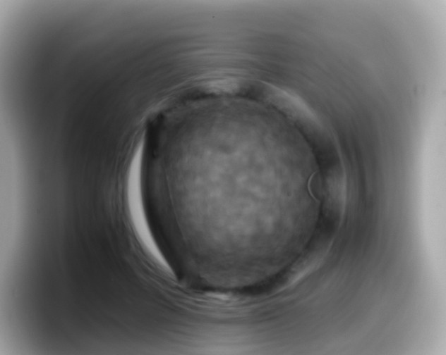 X0000099570600200805231533
