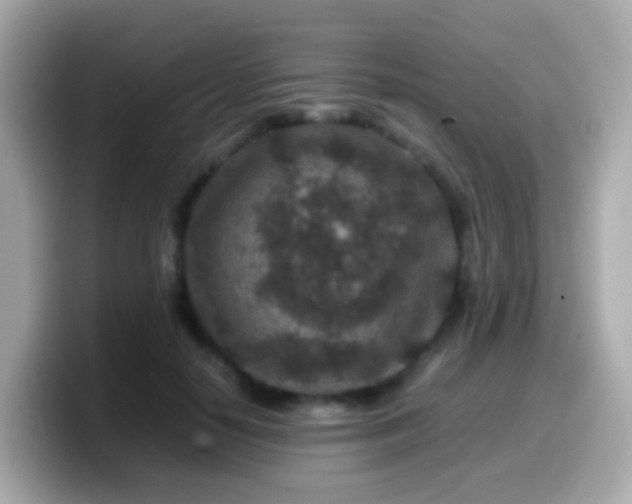 X0000099570650200805231532