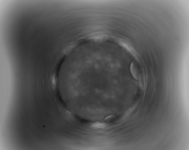 X0000099570718200805231531