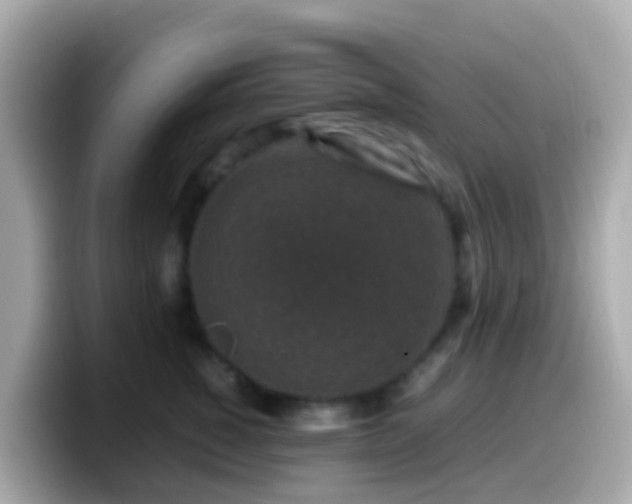 X0000099570760200805231531