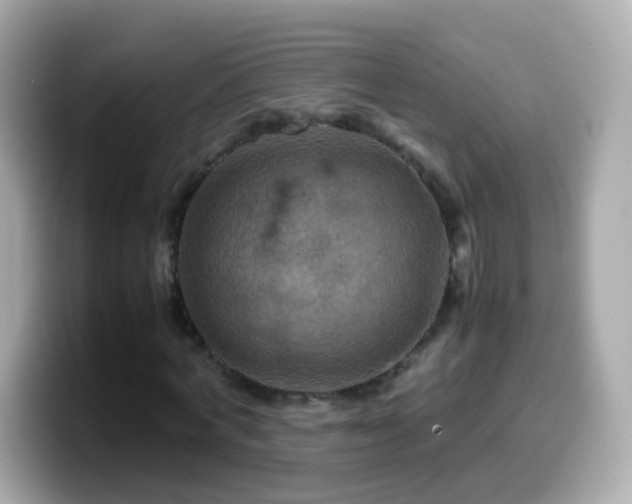 X0000099570772200805231531